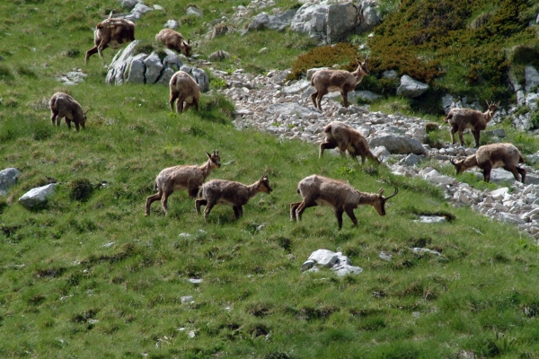 Camoscio d''Abruzzo Rupicapra pyrenaica ornata